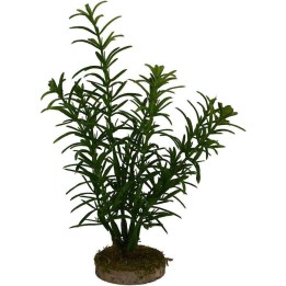 Cespuglio 14 cm