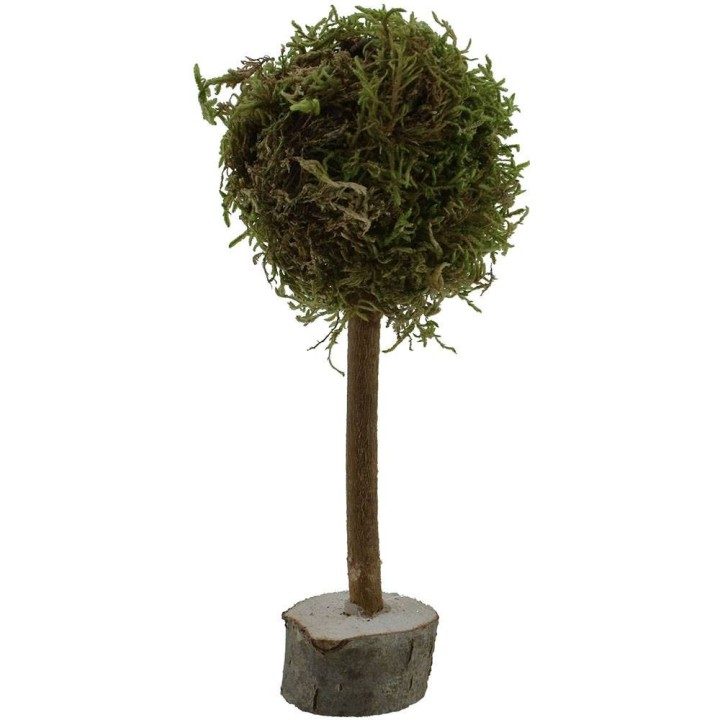 Albero h. 