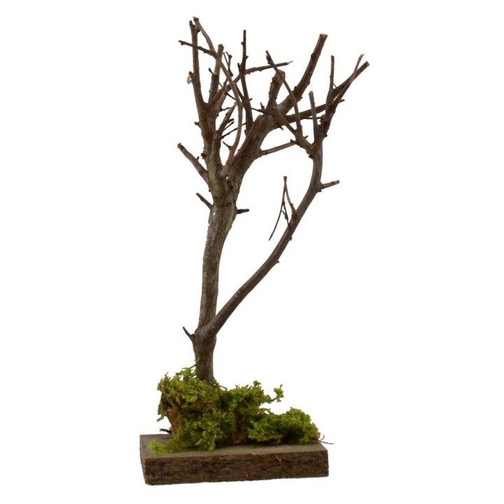 Albero h. 