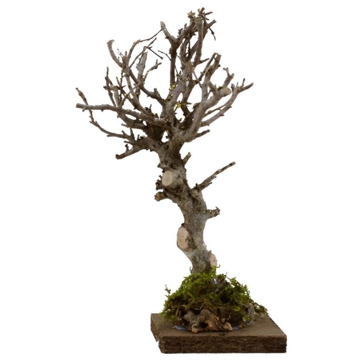 Albero h. 