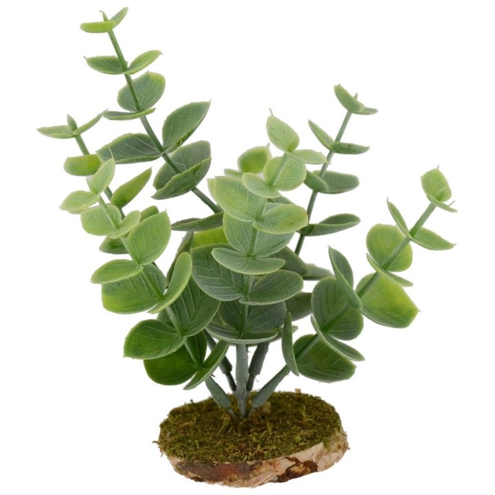 Pianta grassa cm 12x12 h