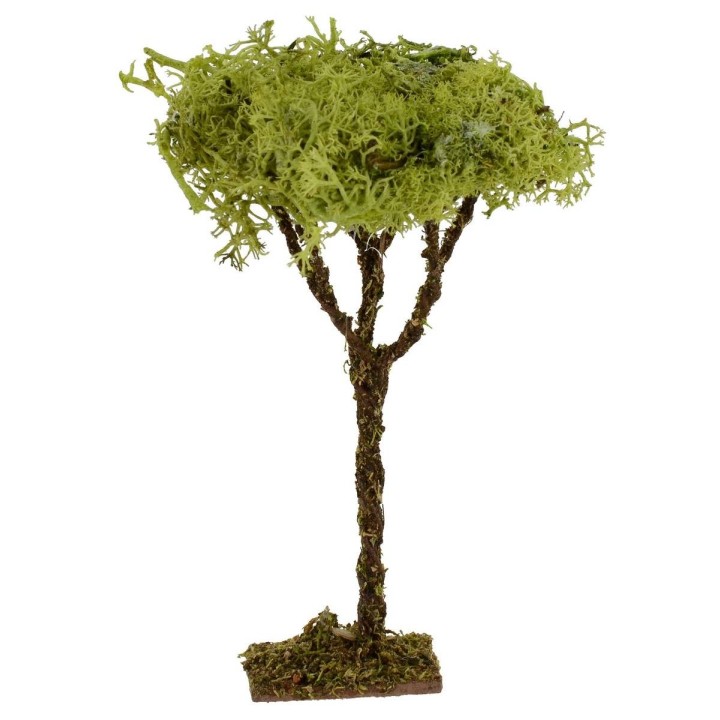 Albero h. 