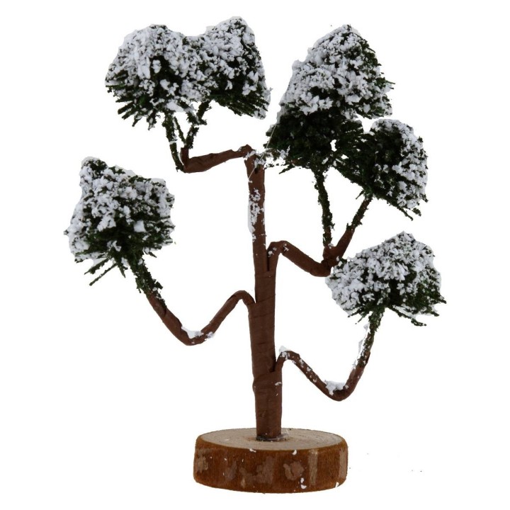 Tree with grafted chioma h. 