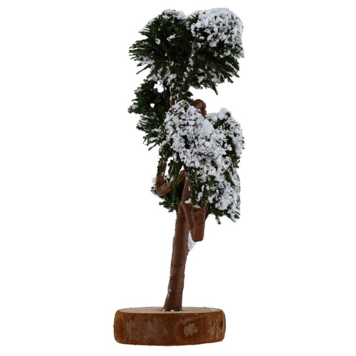 Tree with grafted chioma h. 