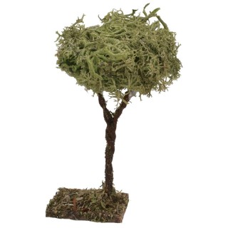 Albero h. 