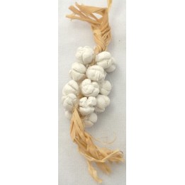 Strain of garlic