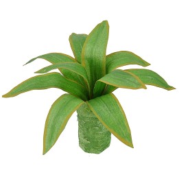 Mouldable agave 10 cm