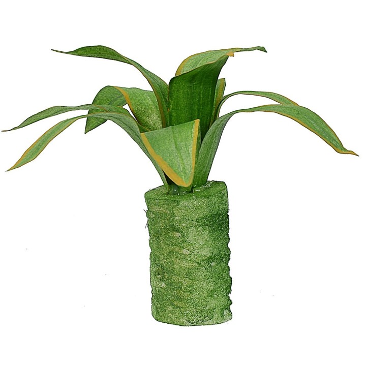 Agave moldeable 10 cm