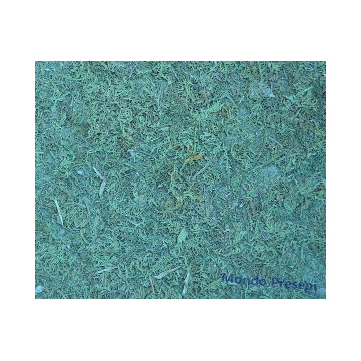 Carta muschio cm 75x50