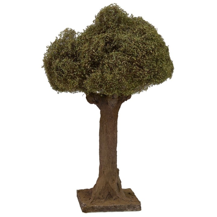 Olivo altezza 20 cm