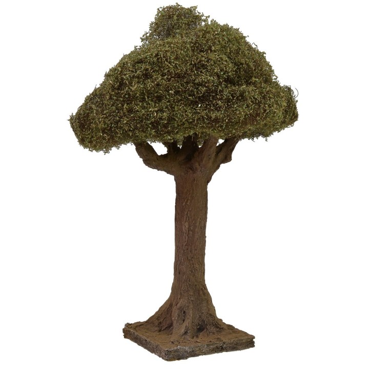 Olivo altezza 20 cm