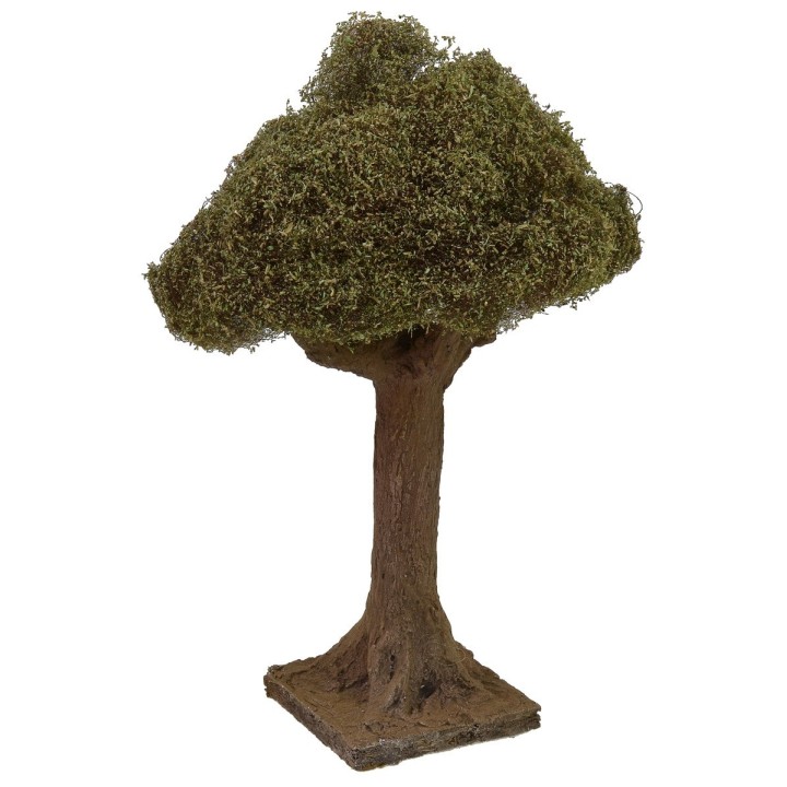 Olivo altezza 20 cm