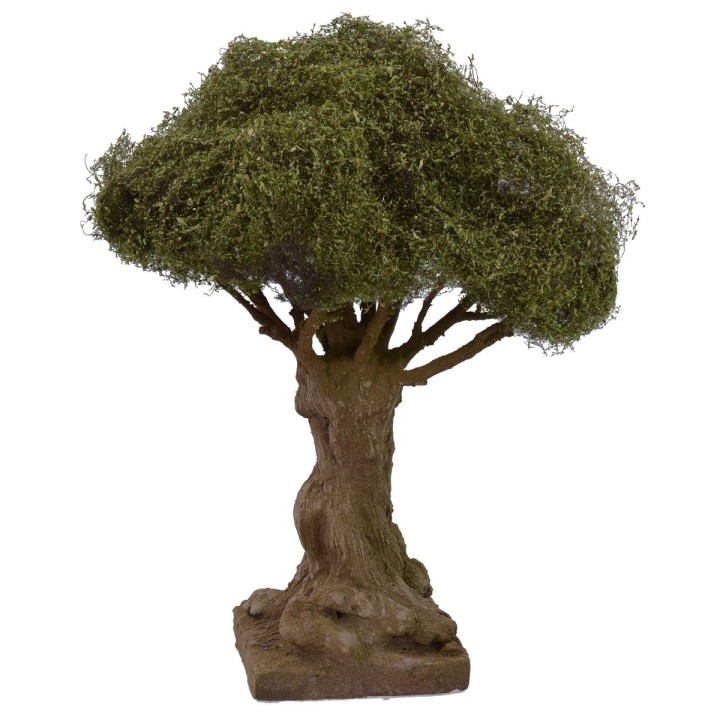 Secular olive tree height cm 21 h