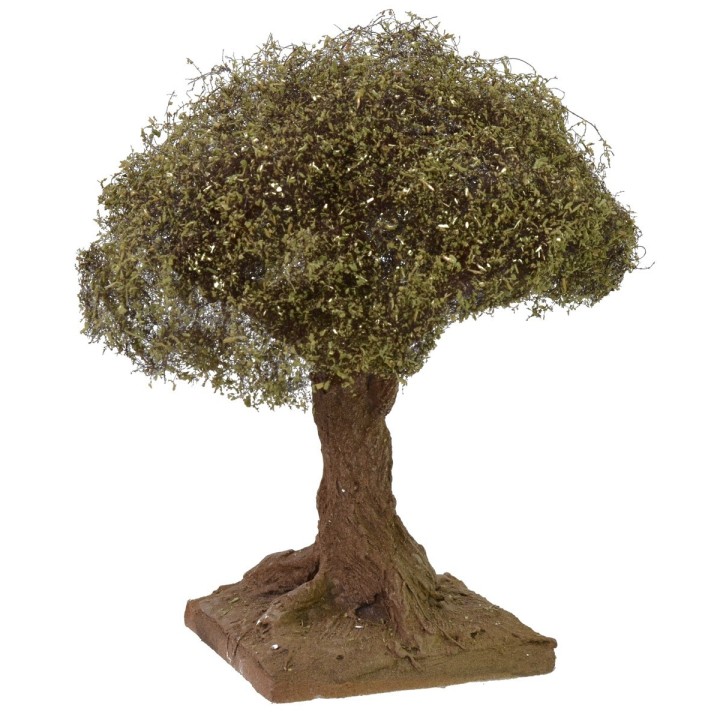 Olivo altura 12 cm