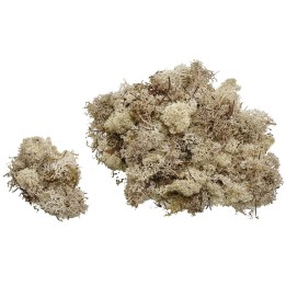 Lichene sabbia disponibile in buste da: