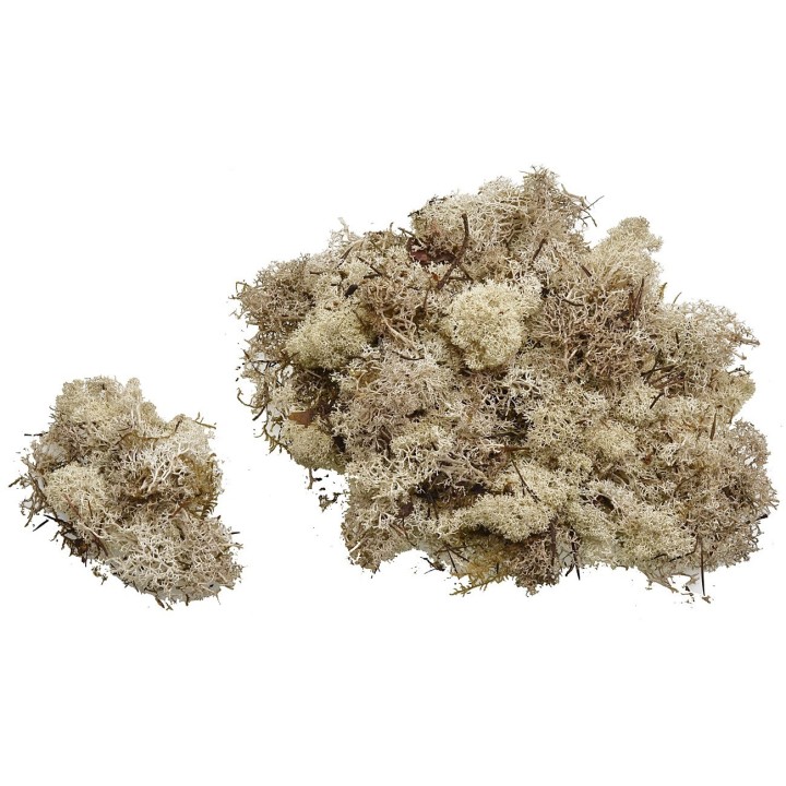 Lichene sabbia disponibile in buste da: