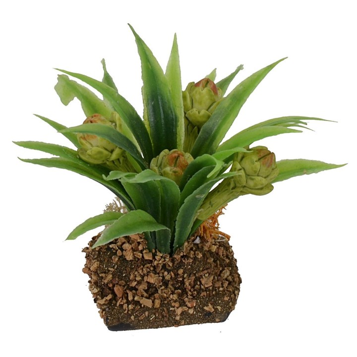 Artichoke plant cm 6 h