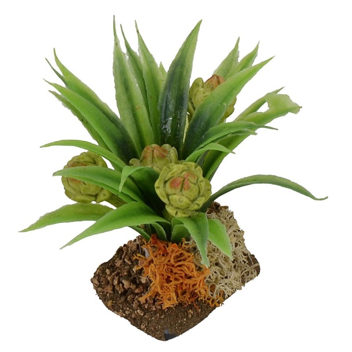 Pianta di carciofi cm 6 h