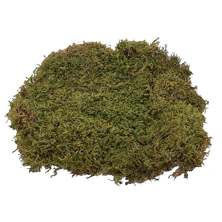 Muschio naturale tappeto 1 kg - presepe