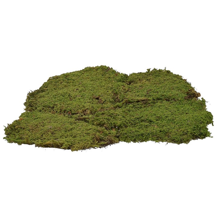 Musgo en alfombra 4 kg