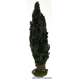Cypress 28 cm
