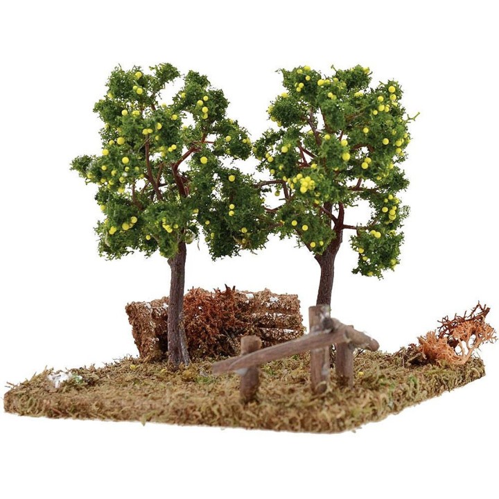 Orchard with plants of lemons cm 13x12x12, 5 h.