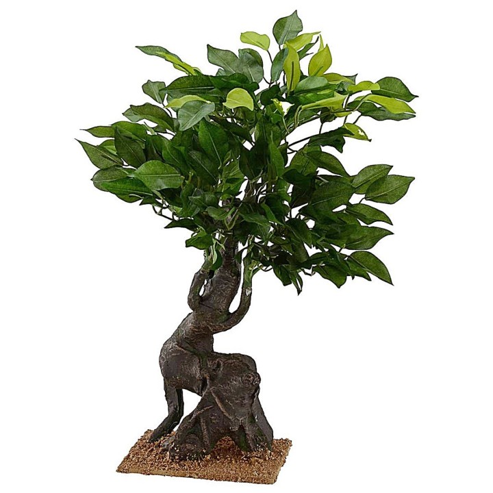 Oak of h 40.5 cm for Presepe