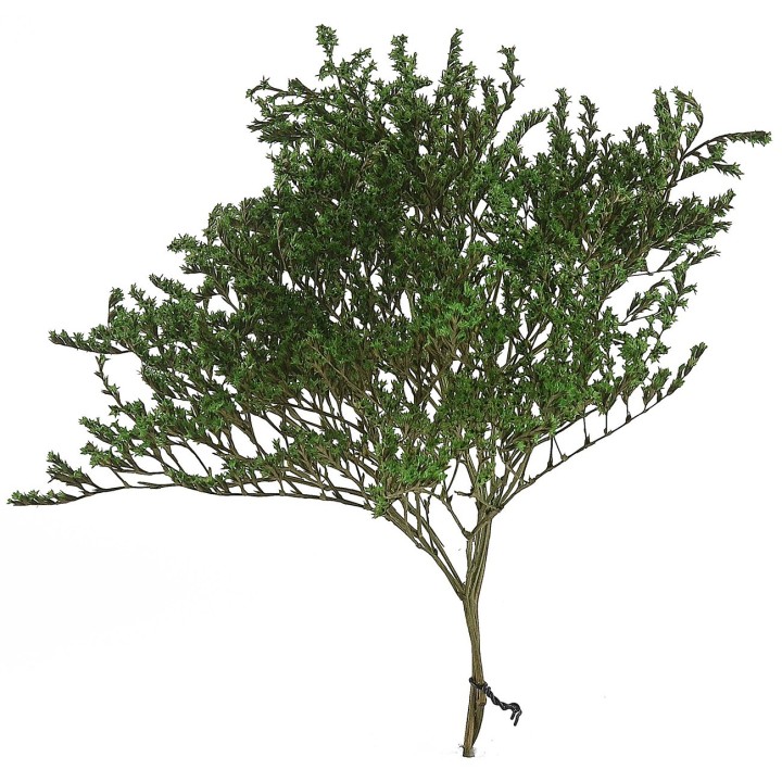 "Branches with green leaves 25 g"