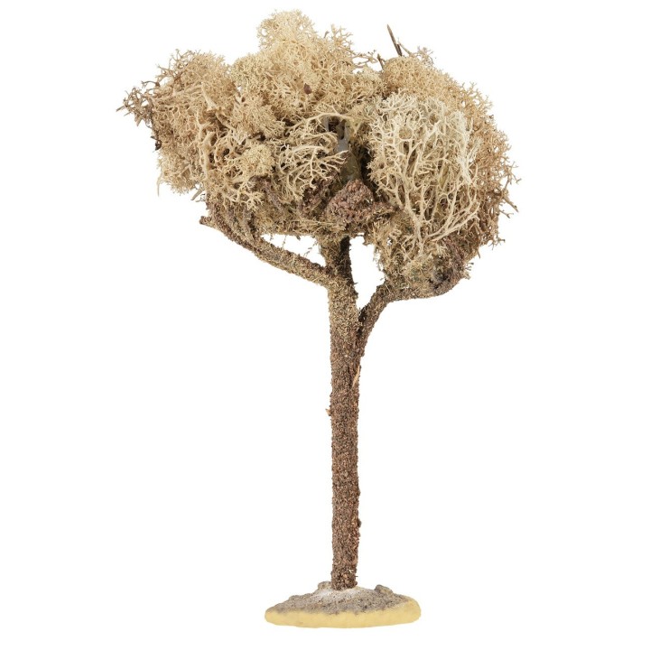 Tree with a 20 cm crown