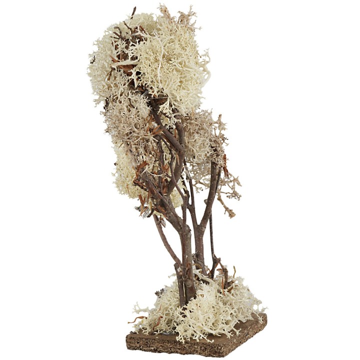 Double tree in autumn lichen 20 cm high