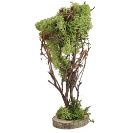 Green lichen tree 20 cm high