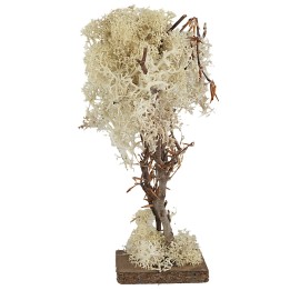 Árbol con base cuadrada en liquen otoñal de 20 cm de altura.