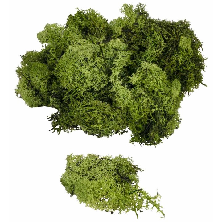Olive green lichen available in bags: