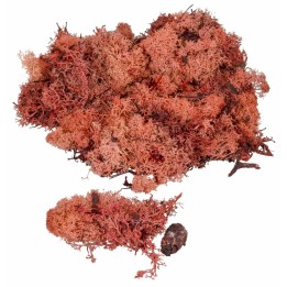 Líquen rojo cobre disponible en sobres de:
