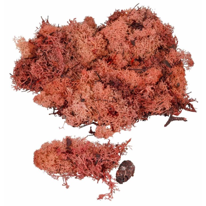 Líquen rojo cobre disponible en sobres de: