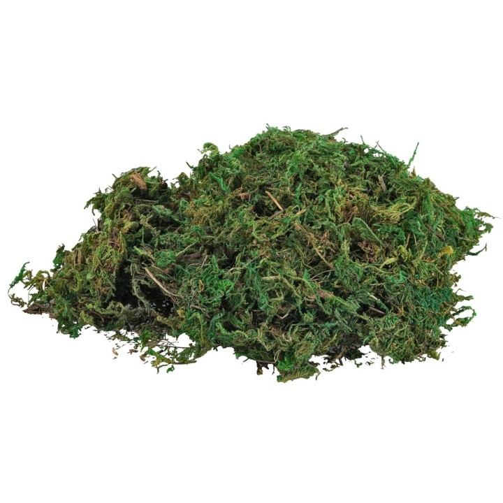 Evergreen moss in a 100g bag