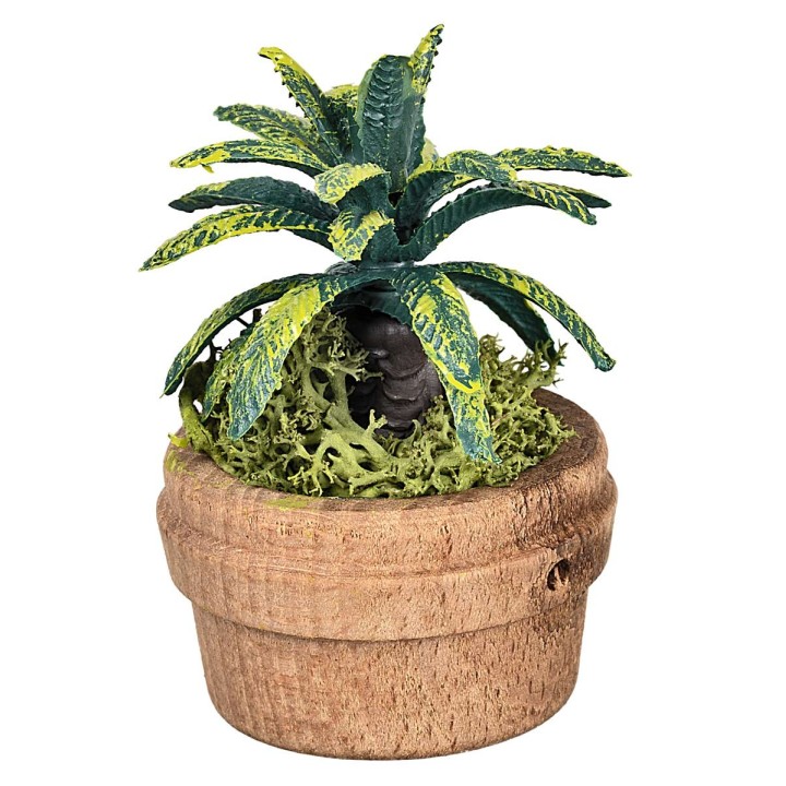 Pianta tropicale in vaso Ø4 x 6 h