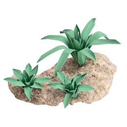 Group of three shapeable agaves h 4.4 cm