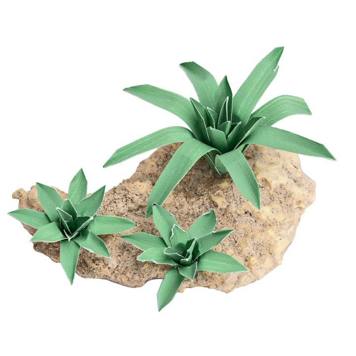 Gruppo di tre Agavi modellabili h 4,4 cm