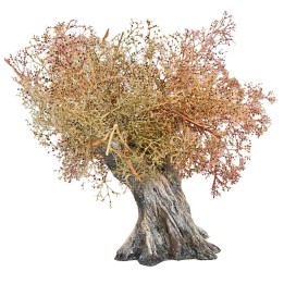 Olive tree h 13 cm