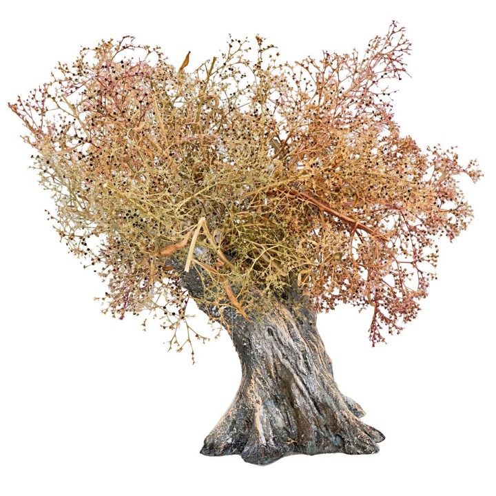 Olive tree h 13 cm