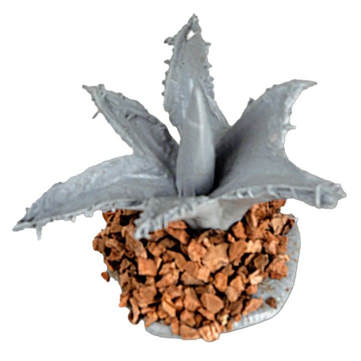 Small agave 3 cm