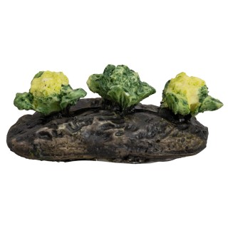 Small vegetable garden with cauliflowers