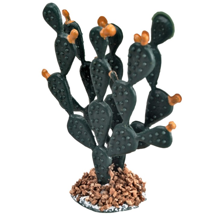 Thick prickly pear cactus 6.2 cm