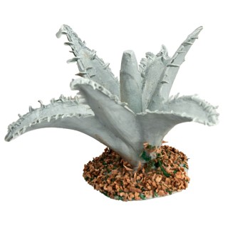Agave 3 cm