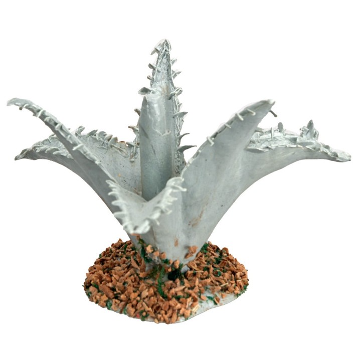 Agave 3 cm