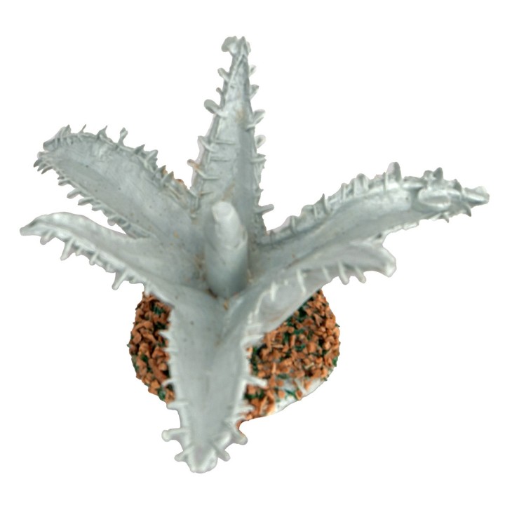 Agave cm 3