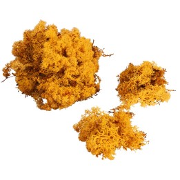 Líquenes dorados disponibles en bolsas de: