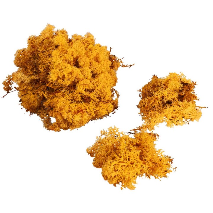 Golden yellow lichen available in bags: