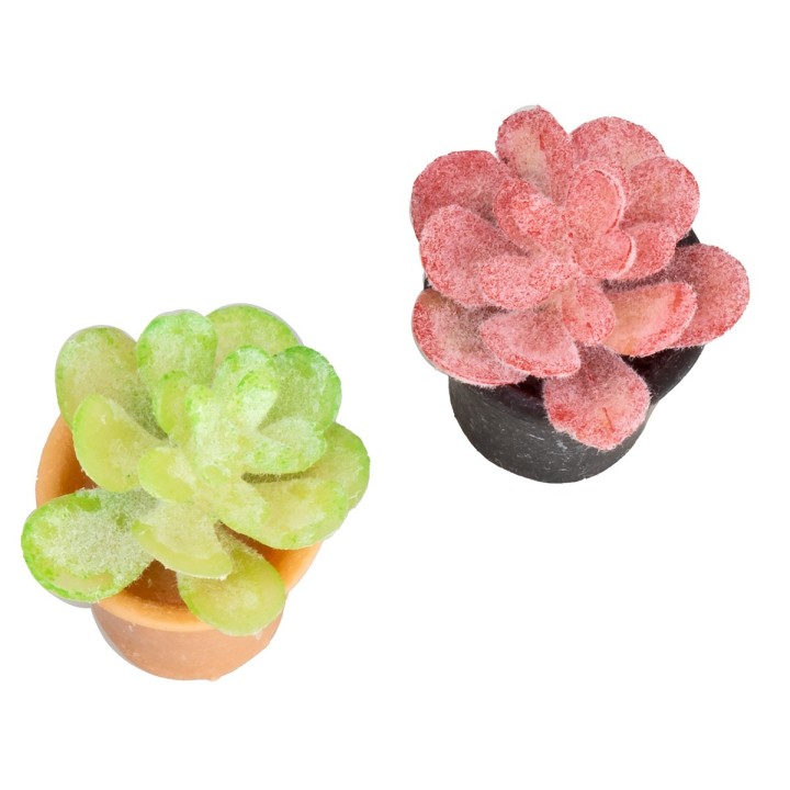 Maceta de planta suculenta en colores surtidos cm 2x2,5 h
